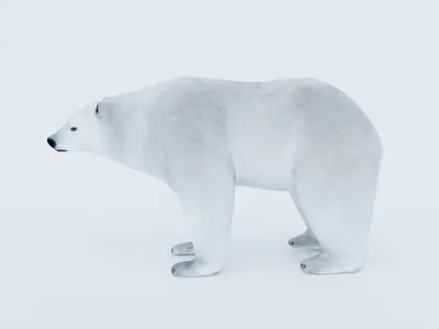 Polar Bear Free 3D model