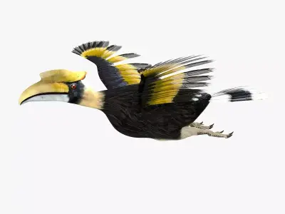 Hornbill bird rigged 3d model Low-poly 3D model