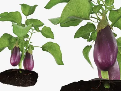 Eggplant Plant with Root Soil Purple 3D model