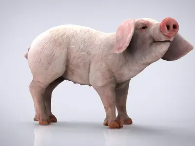 REALISTIC PIG Low-poly 3D model