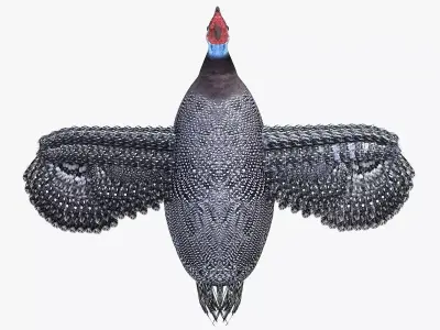Guineafowl bird rigged 3d model Low-poly 3D model