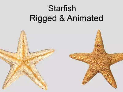 Starfish Realistic Animated Low-poly 3D model