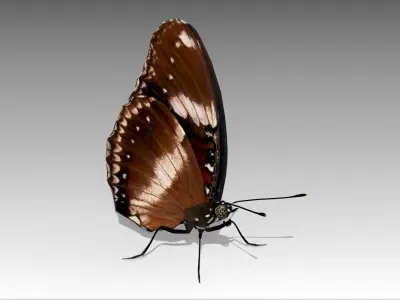 Great Eggfly Butterfly Low-poly 3D model
