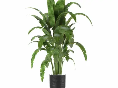 Indoor Plants in Ferm Living Bau Pot Large - Set01 3D model