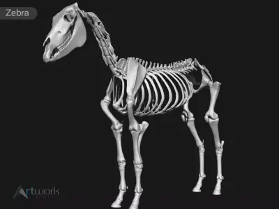 Zebra skeleton 3D model