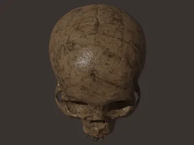 Scull  Free 3D model