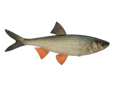 Chub fish Low-poly 3D model