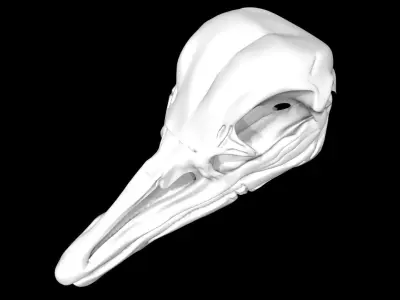 Ostrich skull Low-poly 3D model