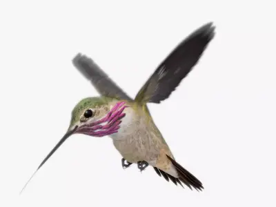 Calliope Hummingbird Low-poly 3D model