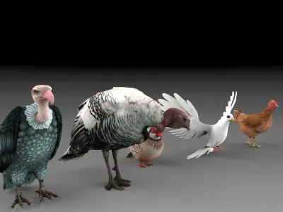 Bird group Chicken dove peace partridge vulture and turkey 3D model