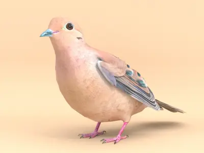 3D Bird Pack Mourning Dove Male and Female Low-poly 3D model Low-poly 3D model