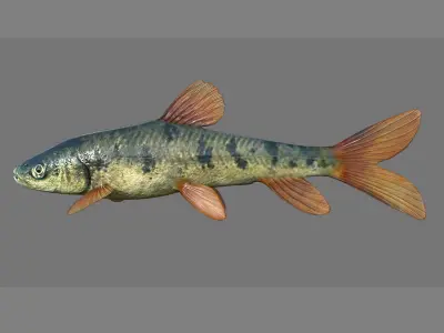 Fish 3D model 001 Low-poly 3D model