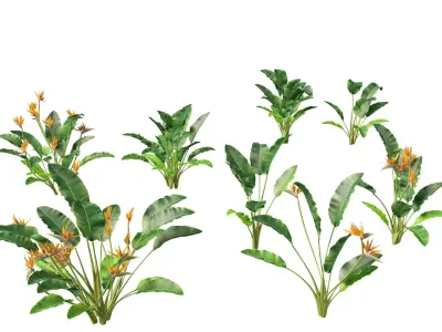 Strelitzia reginae - crane flower 3D model