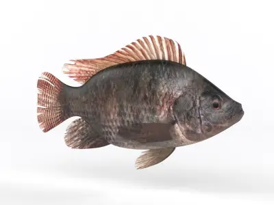 Tilapia Fish 3D model
