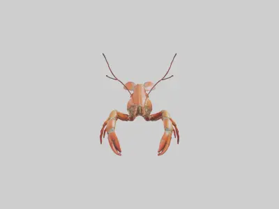 Spiny Lobster crawling model 3D model