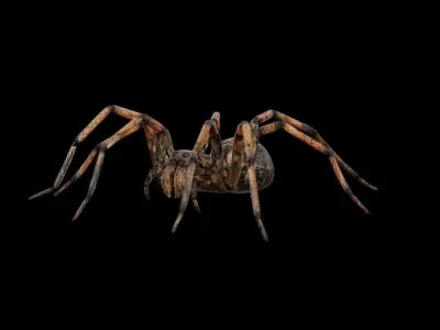 Spider 3d 3D model