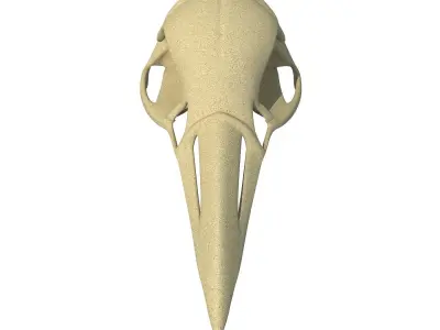 Skeleton of Bald Eagle Skull  3D model