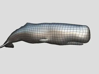Sperm Whale Low-poly 3D model