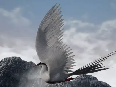 Arctic Tern Bird Game Ready Model Unreal Engine  3D model