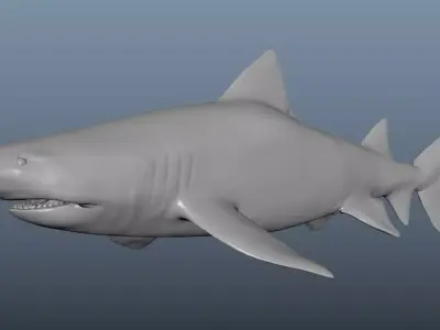 Realistic Tiger Shark Model 3D model