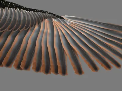 Sturnidae or Starling 3D model