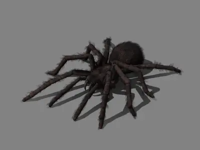 Spider - Tarantula with animations Low-poly 3D model