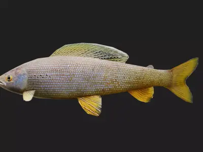 Grayling Low-poly 3D model