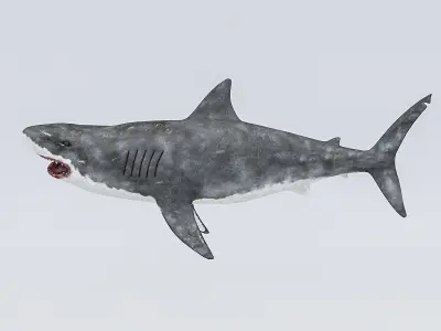 3D Rigged Shark Model Low-poly 3D model