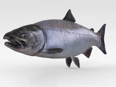 Salmon Fish 3D model
