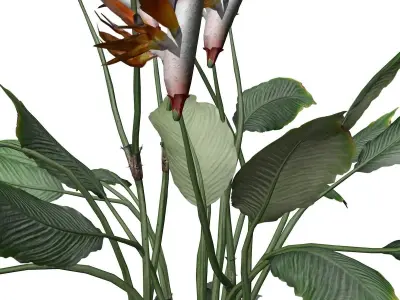 Bird of Paradise Flower - 03 - 3D model
