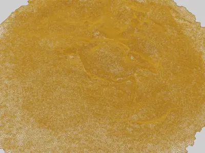 3d photogrammetrized crab model Free 3D model