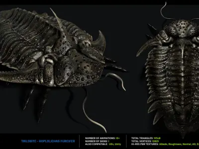 Trilobite 05 - Hoplolichas Furcifer Low-poly 3D model