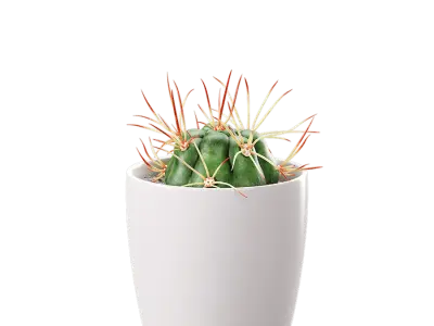  Baby Euphorbia Cactus Potted Plant Model 