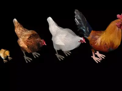 All Chickens 3D Design Free 3D model