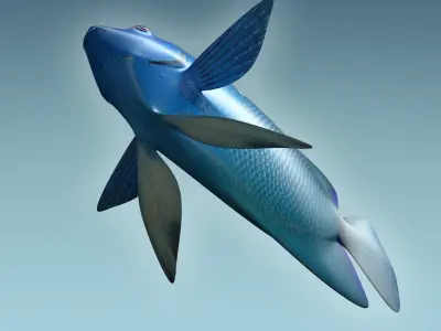 Anglefish 2 angelfish 3D model