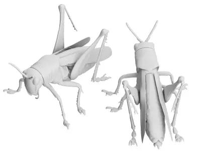 Fine locusts 3D model