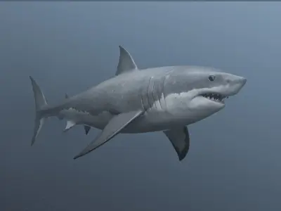 great white shark Free 3D model