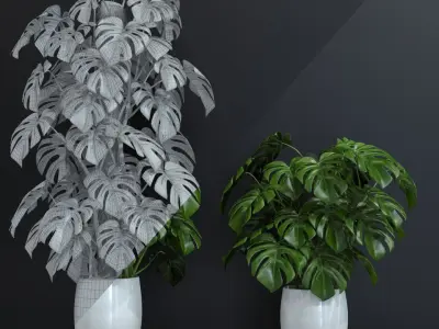 Mostera 3D model