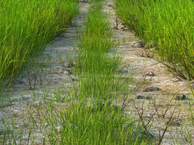 Path Meadow Landscape 3D model