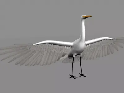 Intermediate Egret 3D model