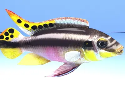 kribensis cichlid fish Pelvicachromis pulcher Low-poly 3D model