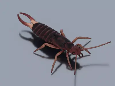 Earwig Low-poly 3D model