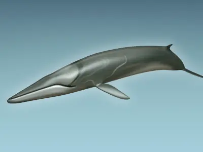 Whale 3D model
