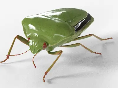 4k Stink bug 3D model
