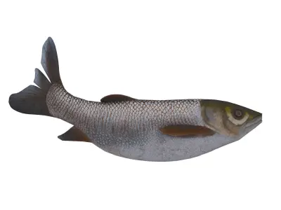 Grass carp Low-poly 3D model