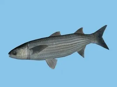 Cipal - mullet Low-poly 3D model