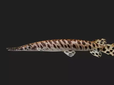 Spottedgar Low-poly 3D model