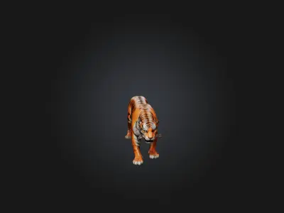 Realistic Hurt Tiger Model Low-poly 3D model