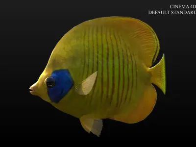 Bluecheek Butterflyfish Low-poly 3D model