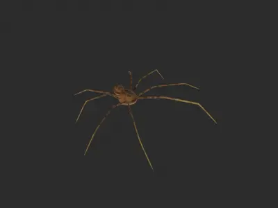 3D TIGER SPIDER Low-poly 3D model